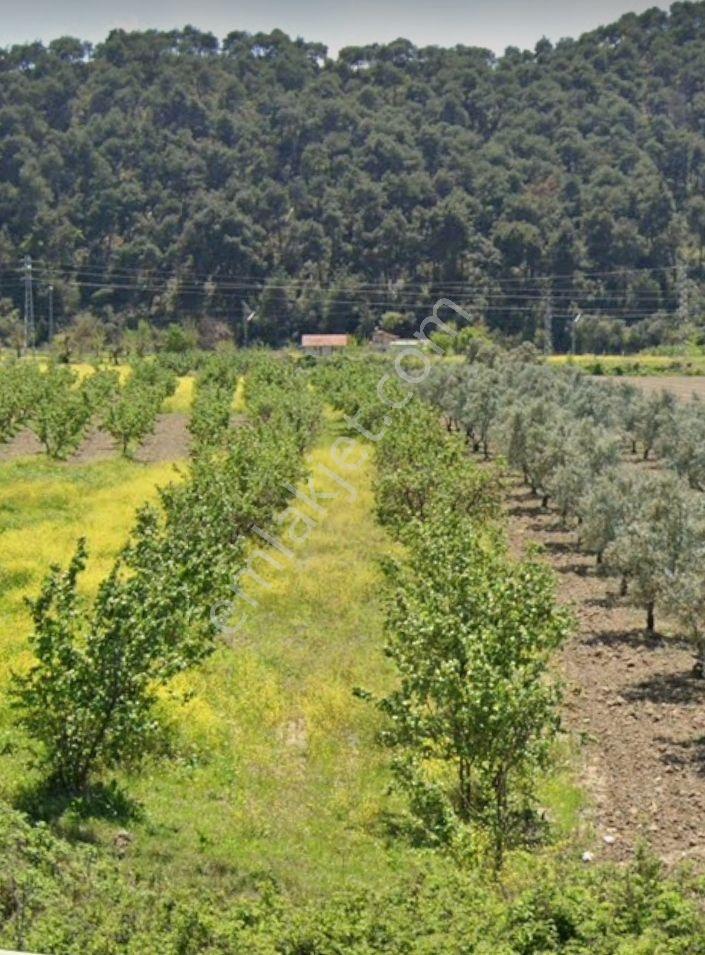 F.akboga İnşaattan Osmaneli Selçikte Satılık Bahçe 2204 M2 - Görsel 10