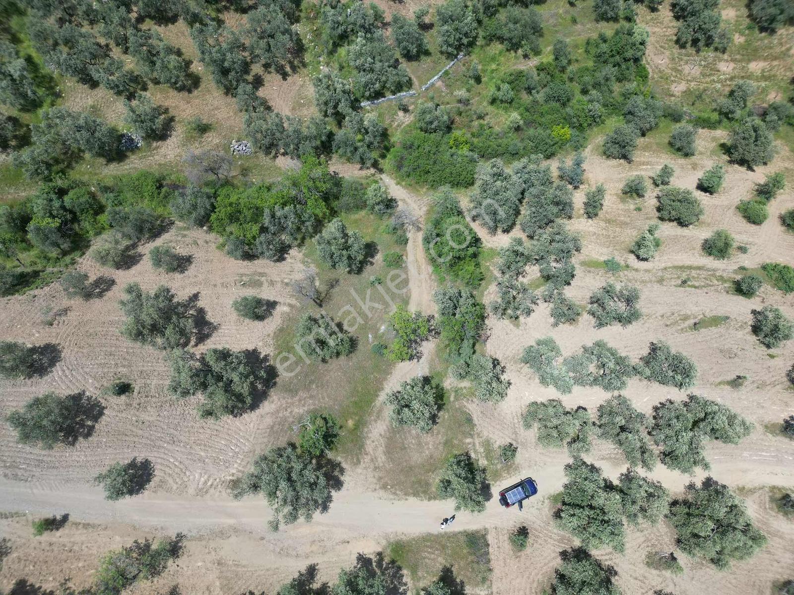 Parla'dan Yatırım Yapmak İstiyorum Diyene Fırsat Zeytinlik - Görsel 25