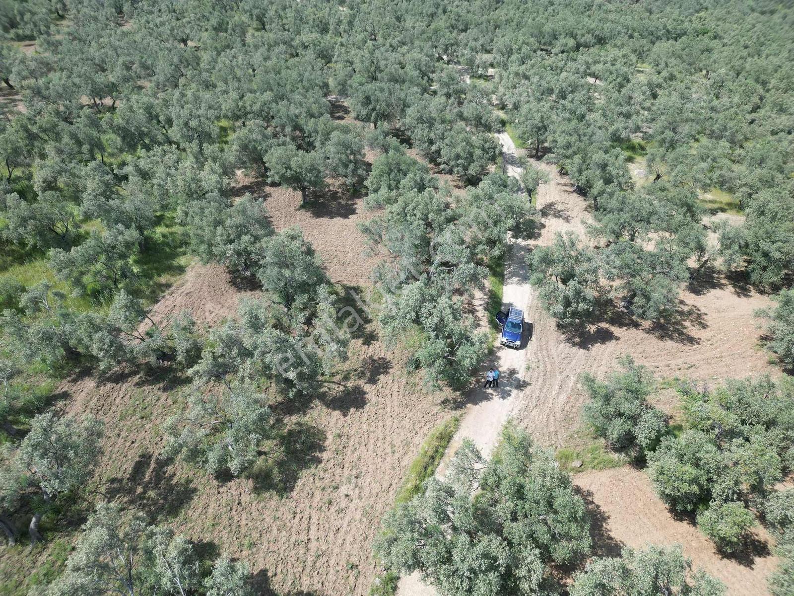 Parla'dan Kalabakta Yola 110m Cepheli Kelepir Zeytinlik - Görsel 29
