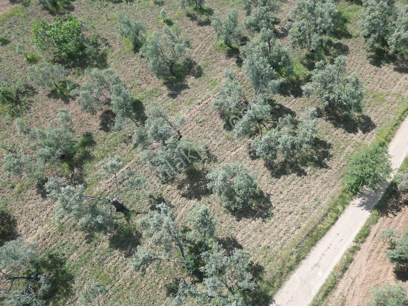 Parla'dan Kalabakta Yola 110m Cepheli Kelepir Zeytinlik - Görsel 26
