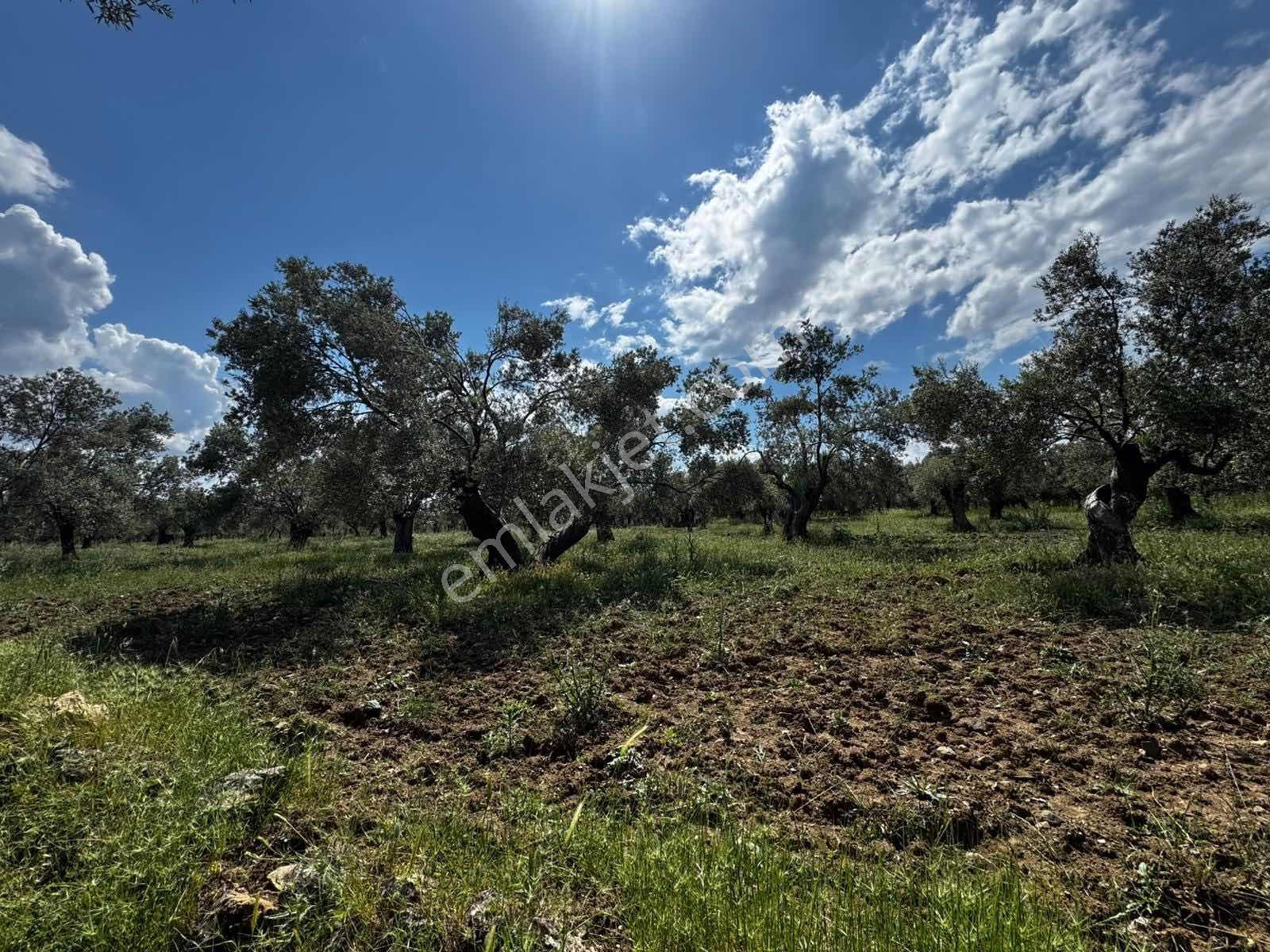 Parla'dan Kalabakta Yola 110m Cepheli Kelepir Zeytinlik