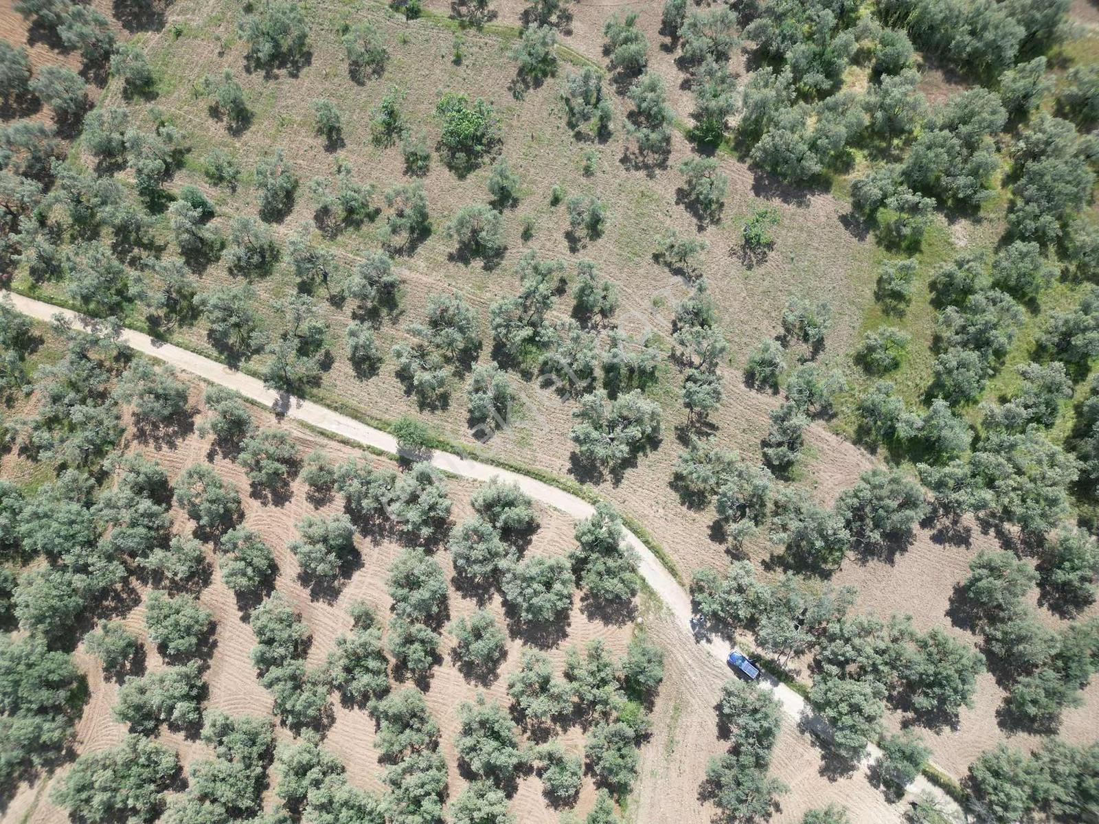 Parla'dan Kalabakta Yola 110m Cepheli Kelepir Zeytinlik - Görsel 32