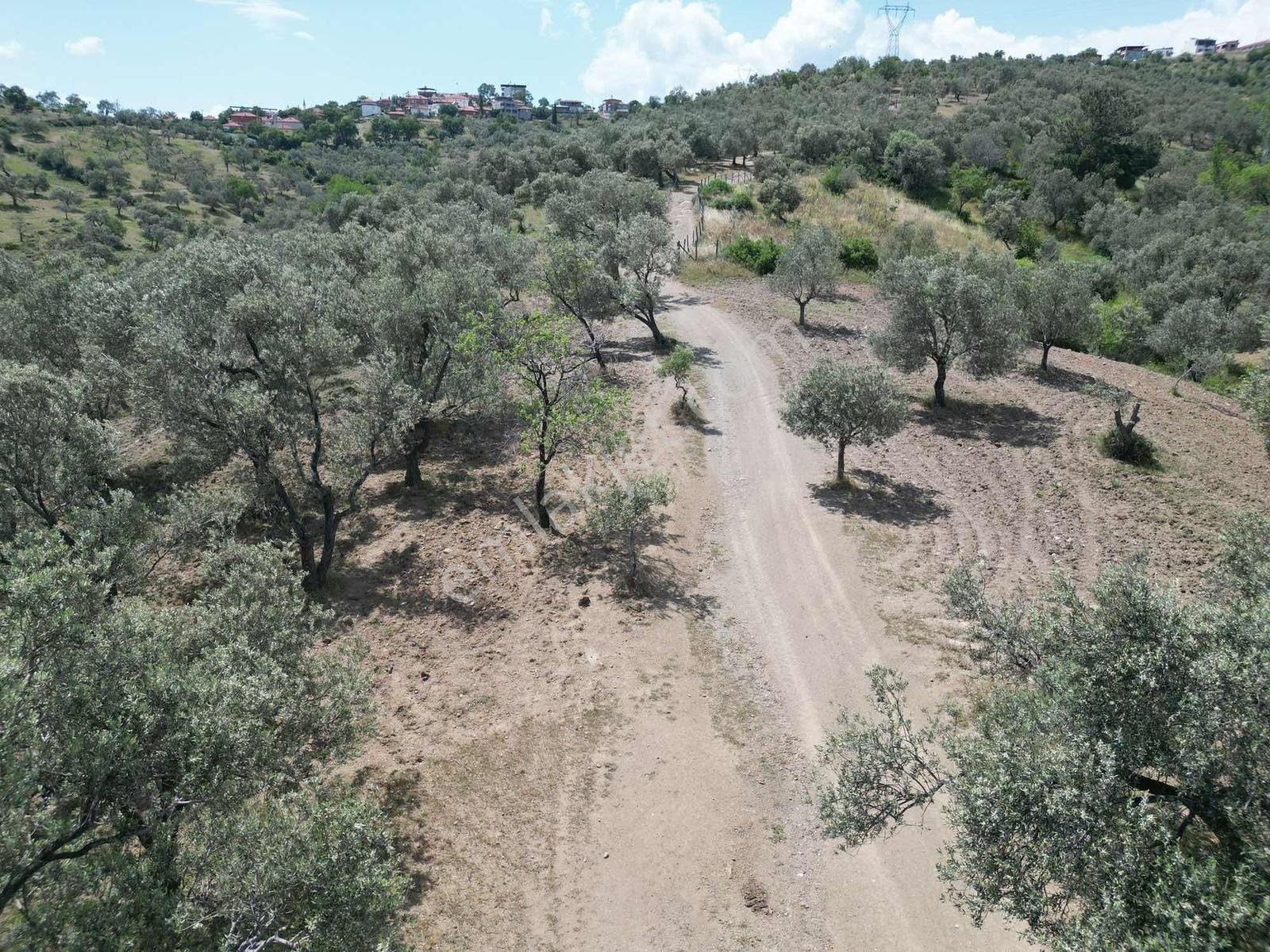 Parla'dan Kalabakta Yola 110m Cepheli Kelepir Zeytinlik - Görsel 35