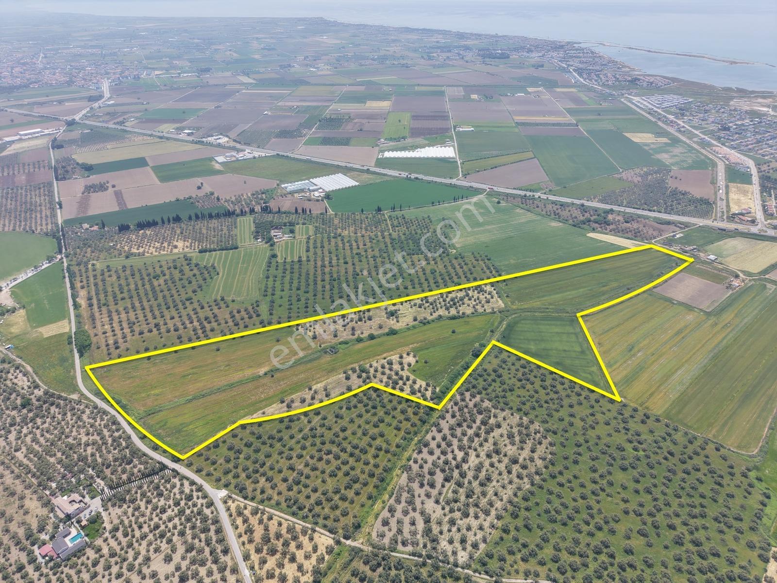 Pera Gayrimenkulden Ayvalık'ta Satılık 164 Dönüm Tarla-zeytinlik - Görsel 4