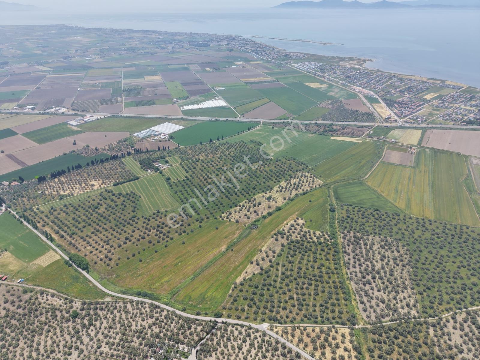 Pera Gayrimenkulden Ayvalık'ta Satılık 164 Dönüm Tarla-zeytinlik - Görsel 14