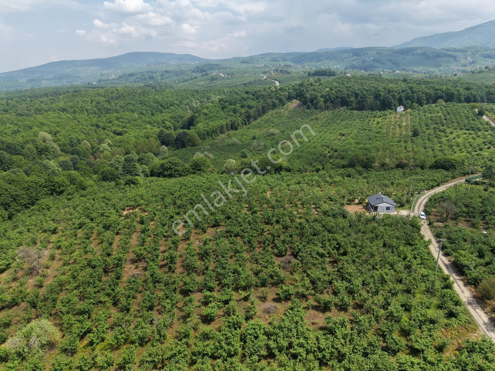 Emlakevim - Hendek Gündoğan Köyünde Satılık Doğa İçinde Arsa - Görsel 13