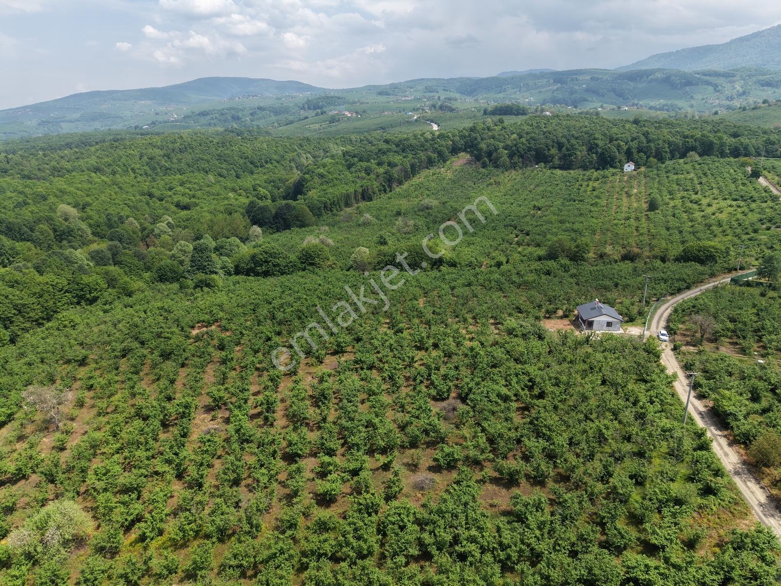 Emlakevim - Hendek Gündoğan Köyünde Satılık Doğa İçinde Arsa - Görsel 10