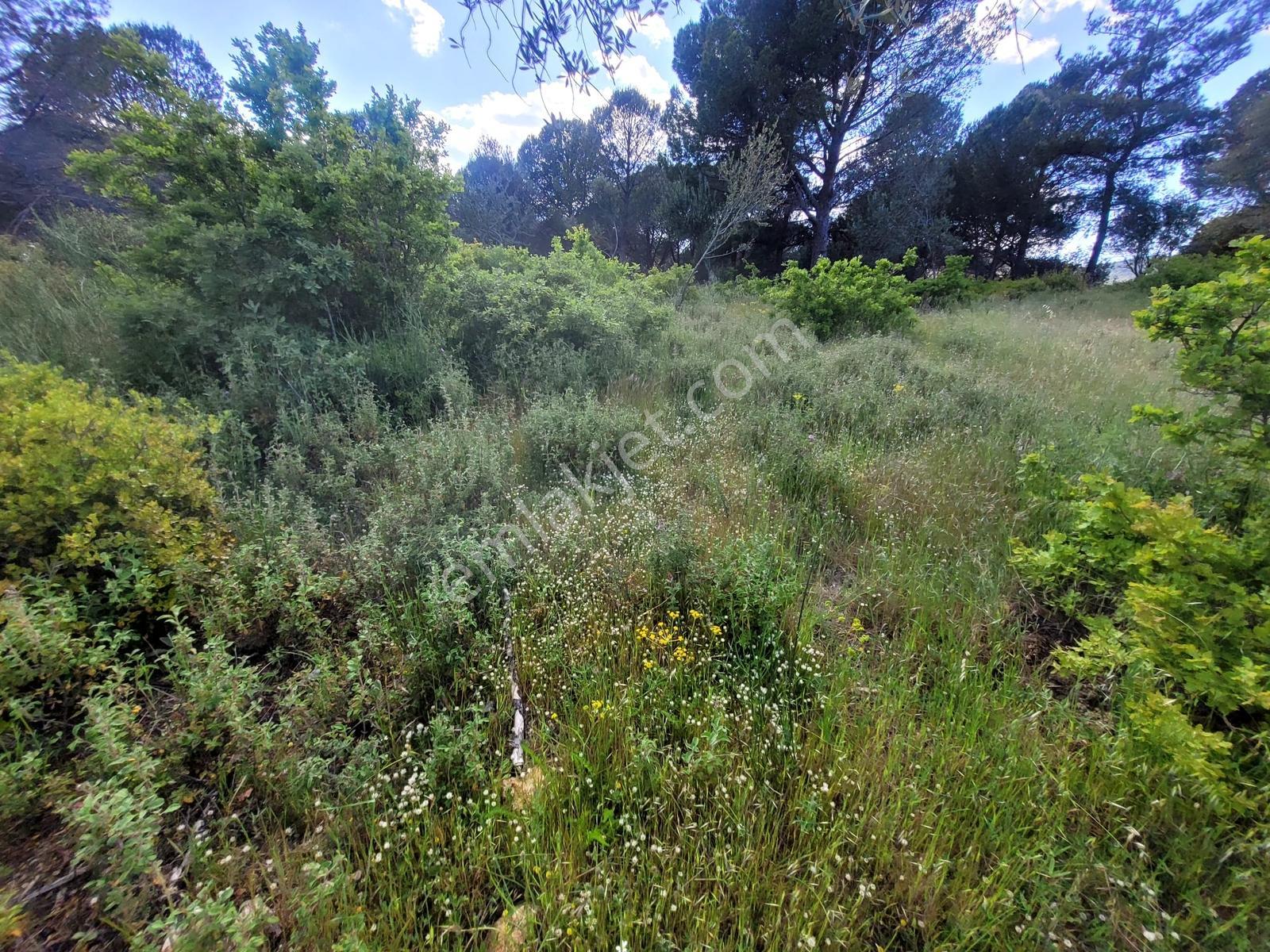 Çanakkale Ayvacık Arıklı Köyü Dibinde Satılık Zeytinlik - Görsel 19