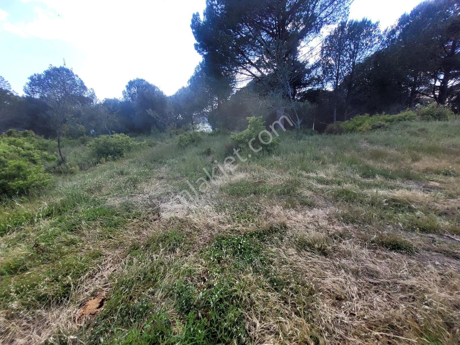 Çanakkale Ayvacık Arıklı Köyü Dibinde Satılık Zeytinlik - Görsel 5