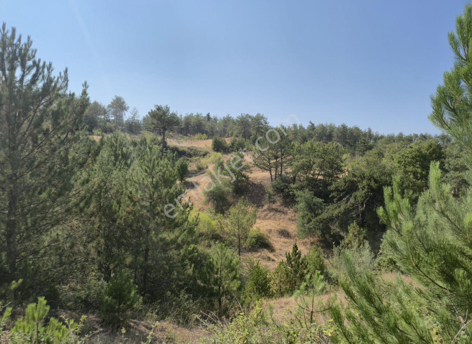 Adaplatin'den Taraklı Pirlerde 9443m2 Kiraz Ağaçlı Meyilli Tarla - Görsel 14