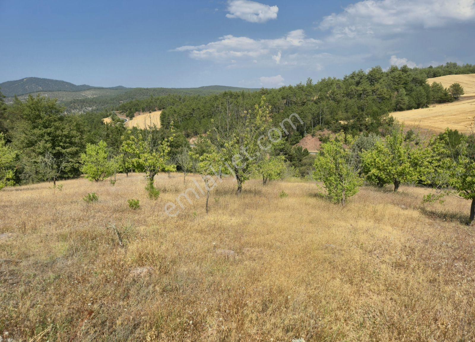 Adaplatin'den Taraklı Pirlerde 9443m2 Kiraz Ağaçlı Meyilli Tarla - Görsel 22