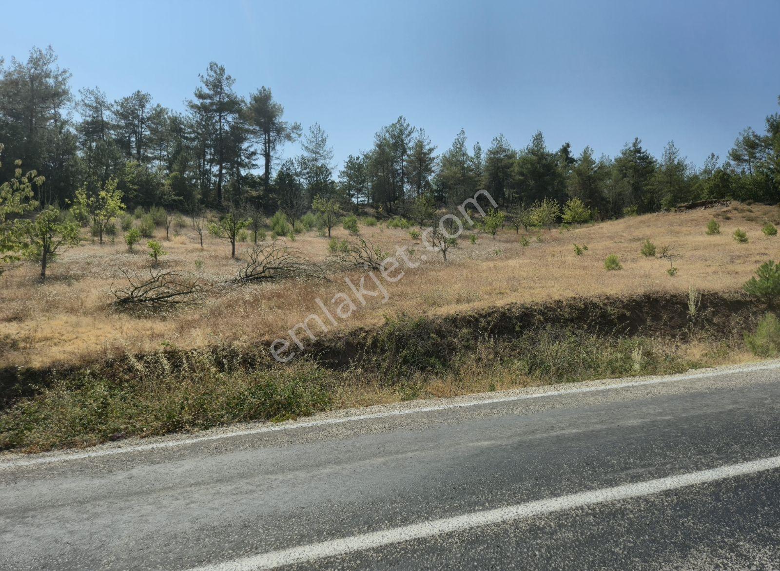 Adaplatin'den Taraklı Pirlerde 9443m2 Kiraz Ağaçlı Meyilli Tarla