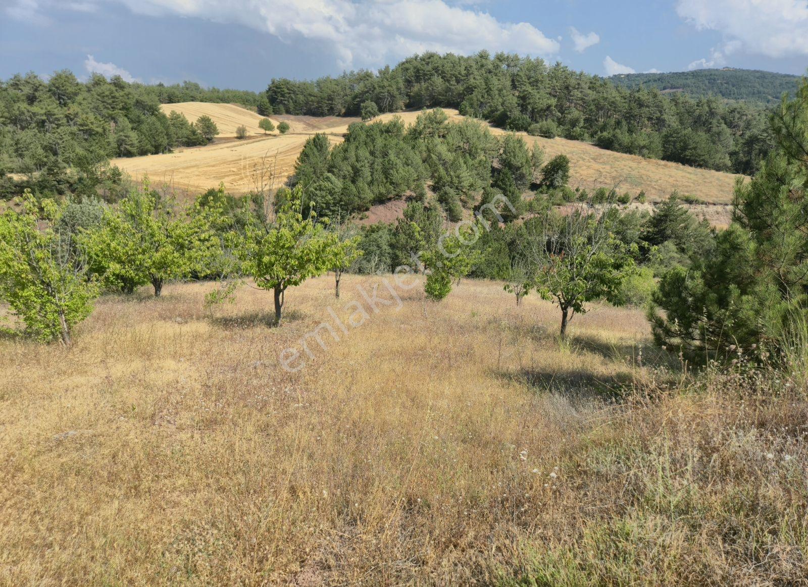 Adaplatin'den Taraklı Pirlerde 9443m2 Kiraz Ağaçlı Meyilli Tarla - Görsel 4