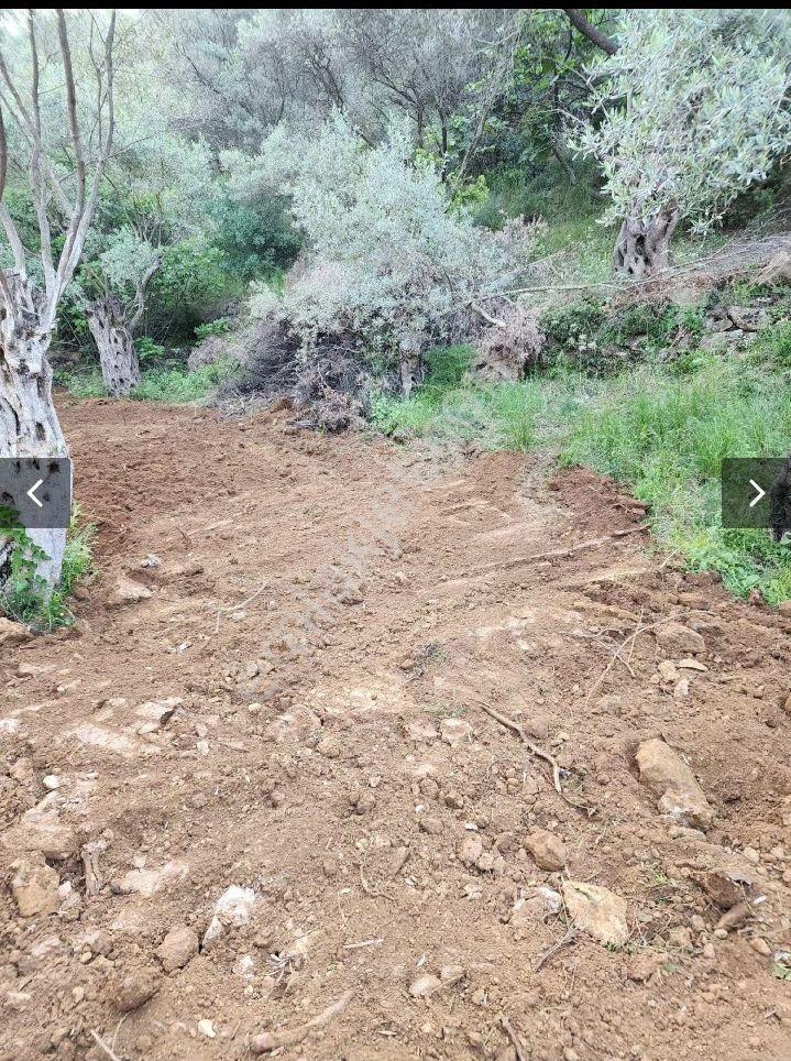 Sahibinden 2353m2 Bakımsız Zeytinlik İzmir Dirmil - Görsel 2