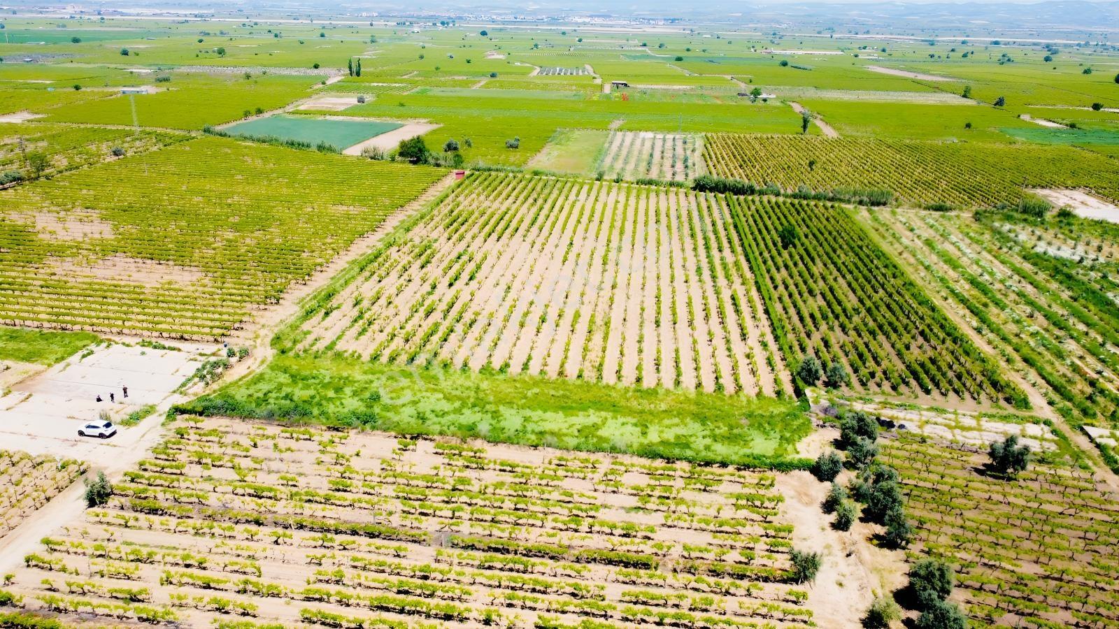 Özgün Gm'den Kabazlıda 12.420 M2 Direkli Bağ Damlama Sulamalı - Görsel 11