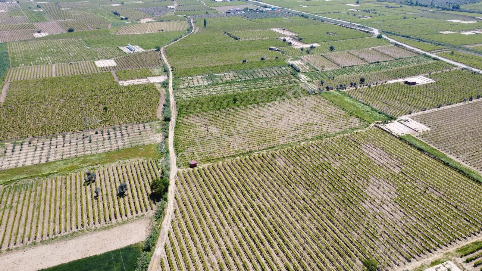 Özgün Gm'den Kabazlıda 12.420 M2 Direkli Bağ Damlama Sulamalı - Görsel 22
