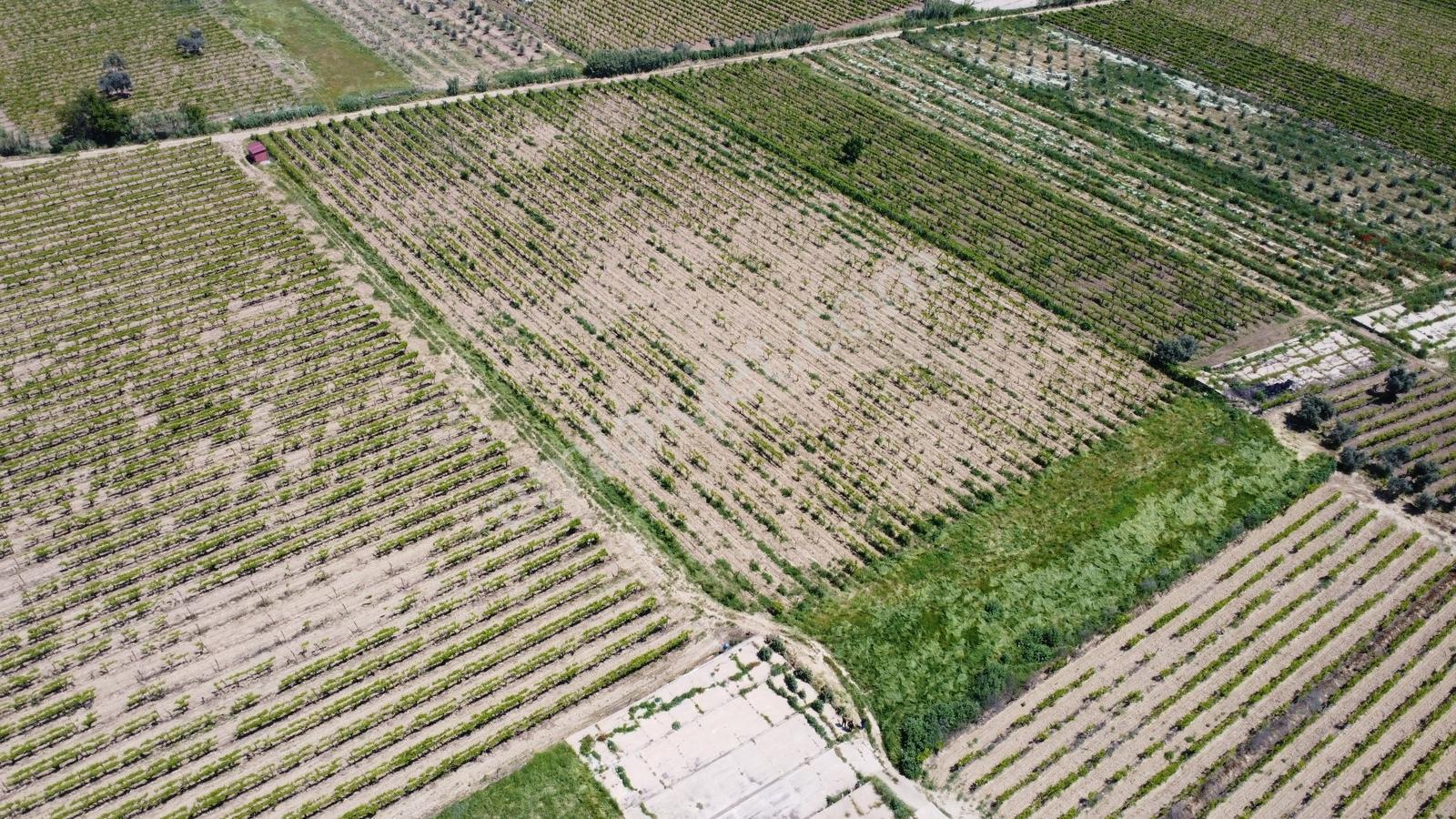 Özgün Gm'den Kabazlıda 12.420 M2 Direkli Bağ Damlama Sulamalı - Görsel 14