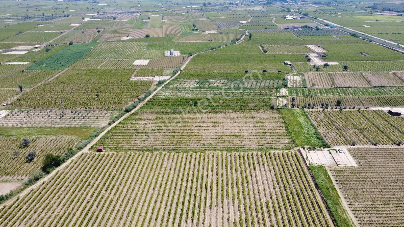Özgün Gm'den Kabazlıda 12.420 M2 Direkli Bağ Damlama Sulamalı - Görsel 18