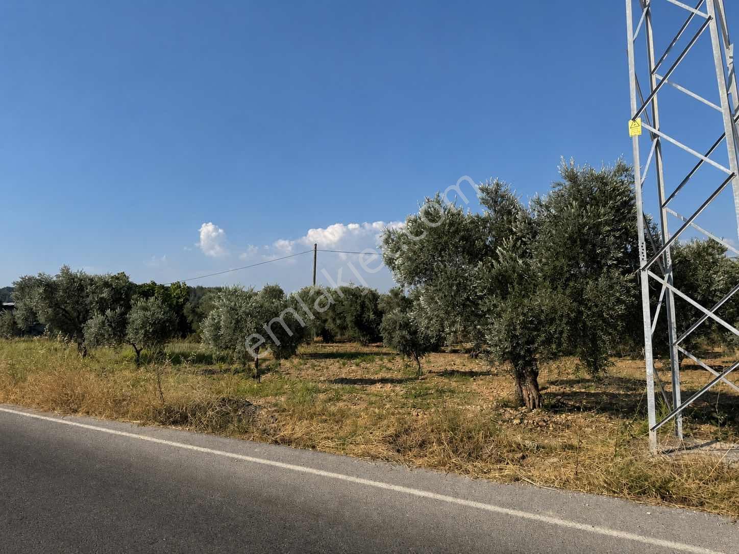 Torbalı Saipler Köye Yakın Yola Sıfır Zeytinlik Tarla