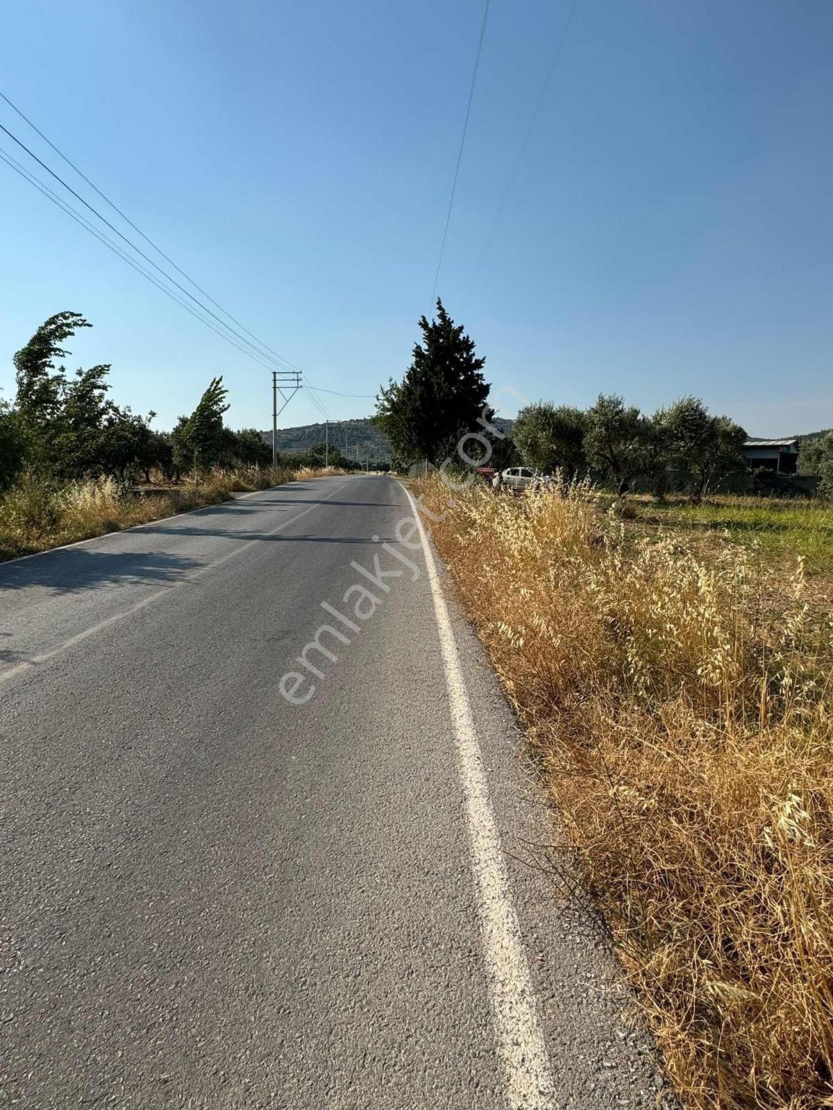Torbalı Saipler Köye Yakın Yola Sıfır Zeytinlik Tarla - Görsel 3
