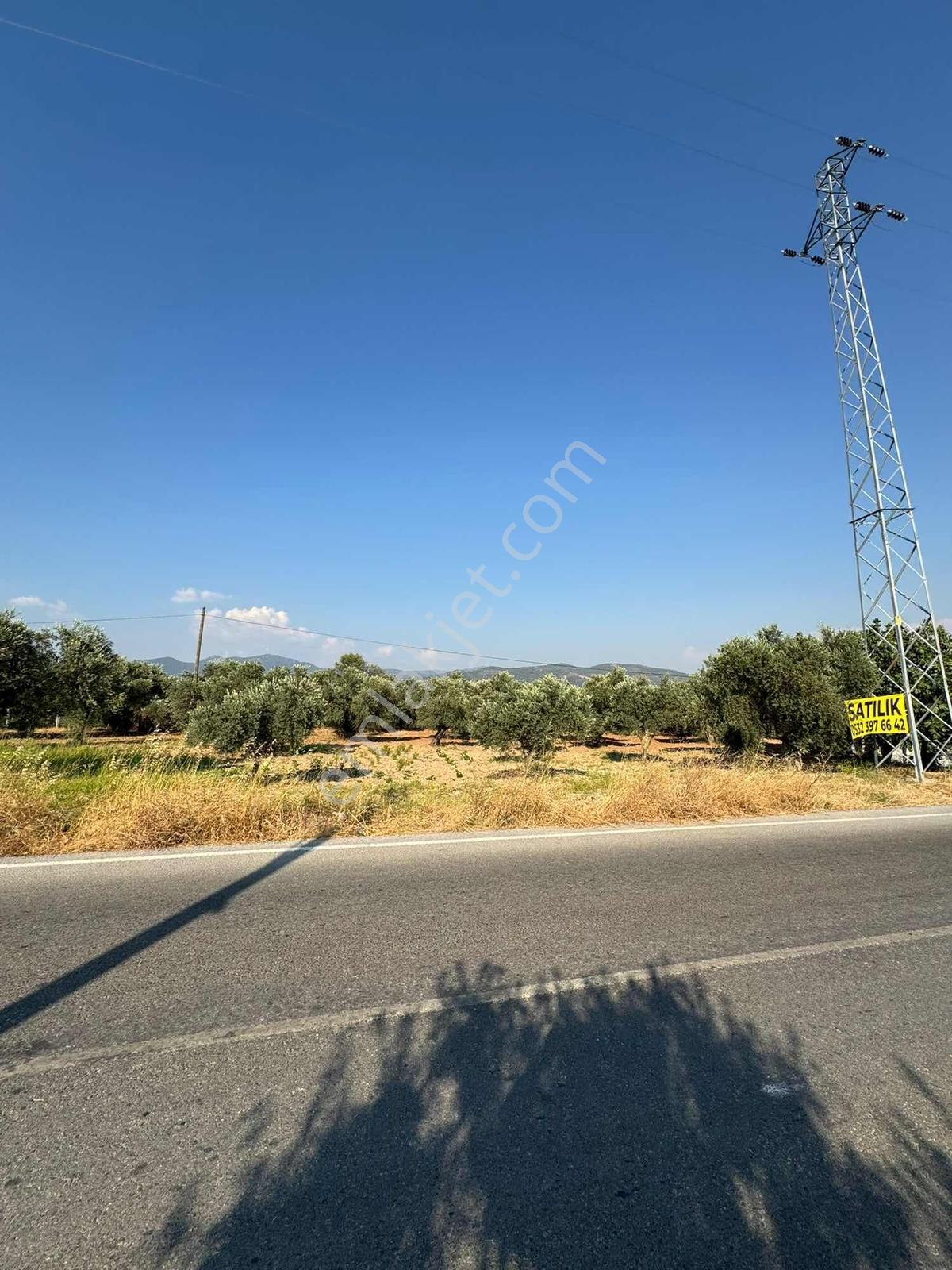 Torbalı Saipler Köye Yakın Yola Sıfır Zeytinlik Tarla - Görsel 8