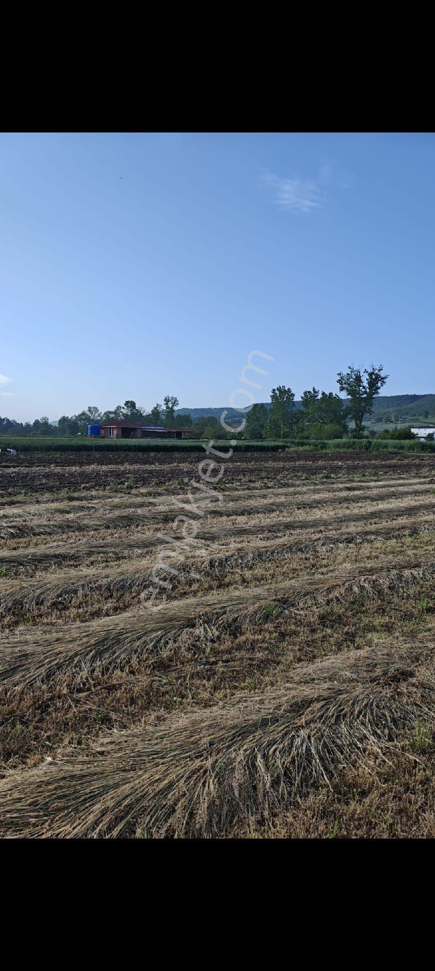 Tekirdağ Süleymanpaşa Gayrimenkulden Satılık Tarla Banarlı Mah 1967m2 - Görsel 5