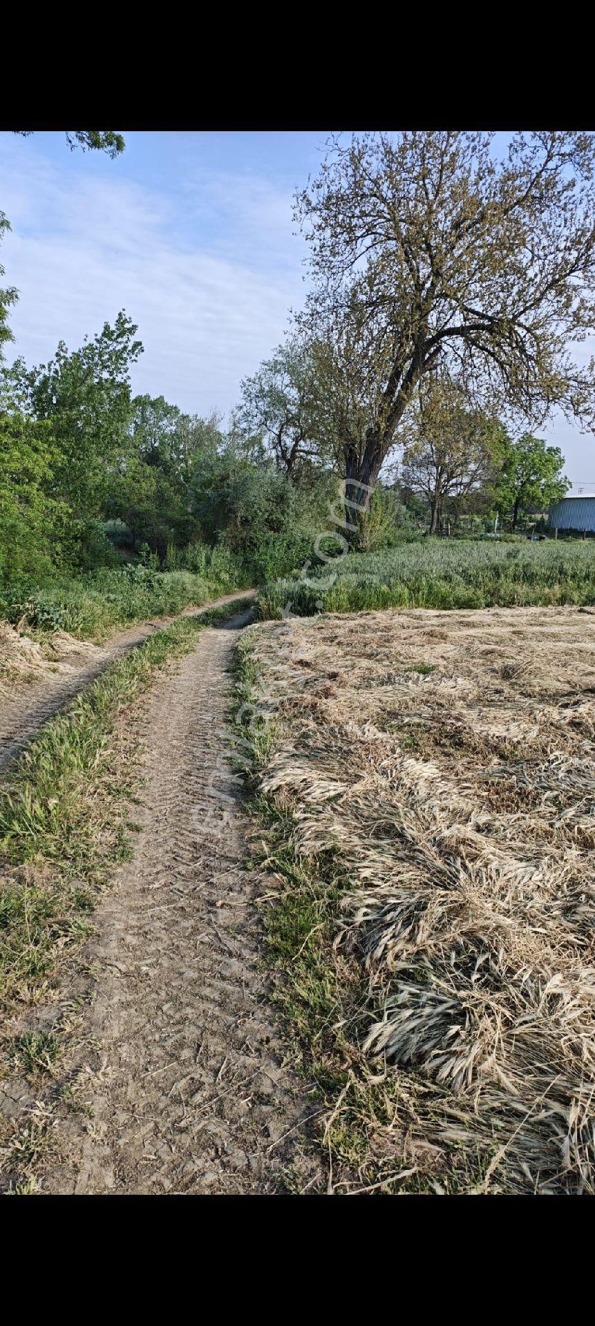 Tekirdağ Süleymanpaşa Gayrimenkulden Satılık Tarla Banarlı Mah 1967m2 - Görsel 4