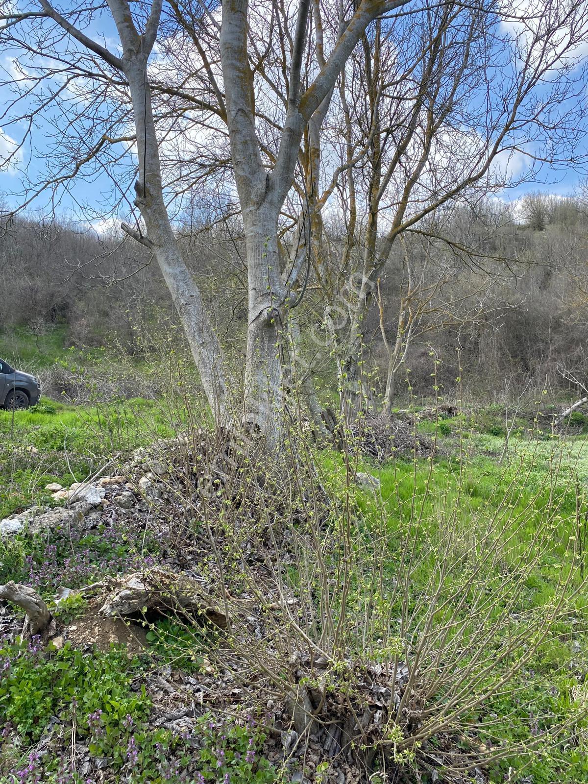 Kırklareli'nde Satılık Müthiş Bahçe... - Görsel 11