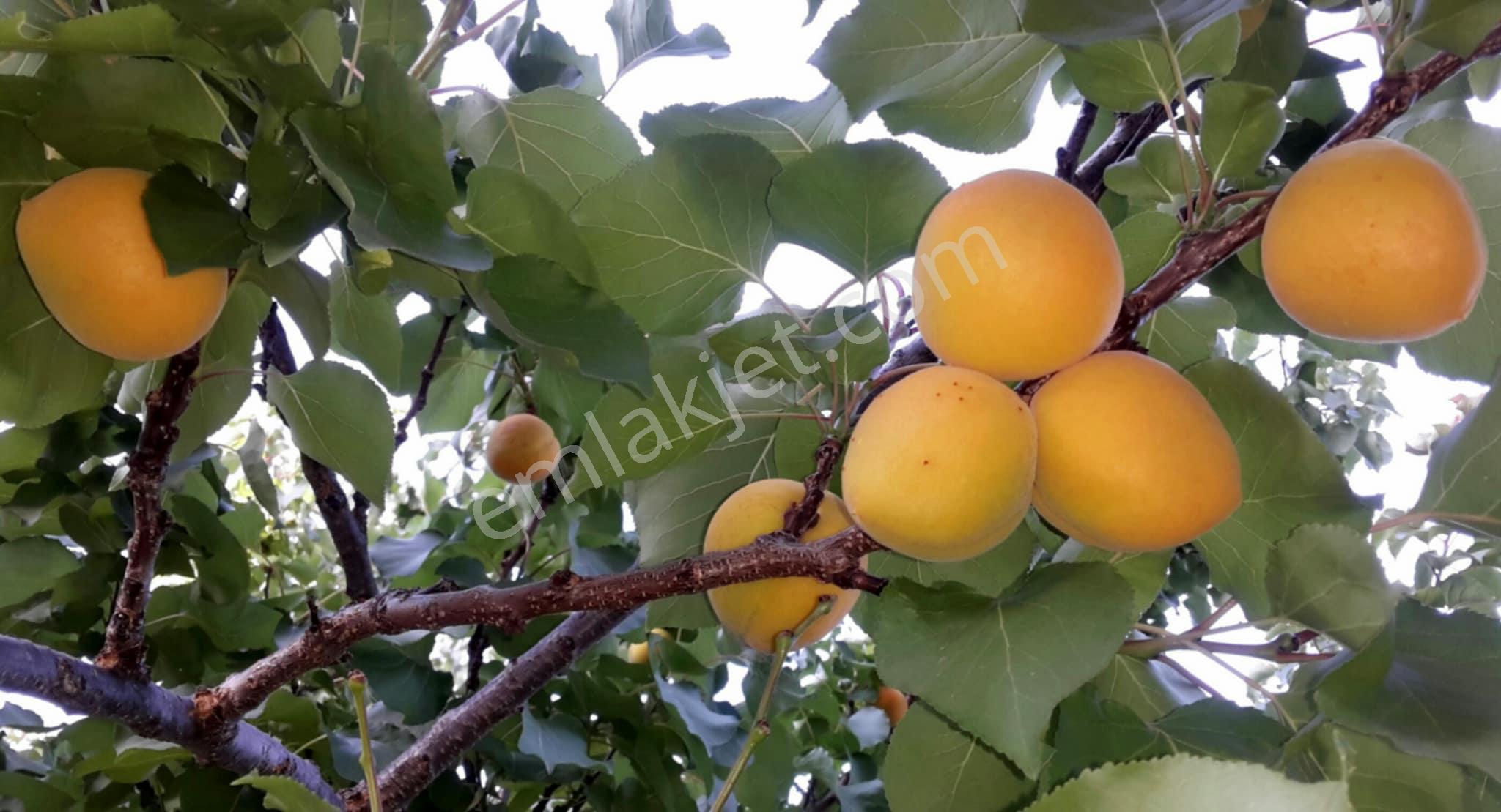 Sahibinden Satlık Ev Marmaris İçmelerde - Görsel 17