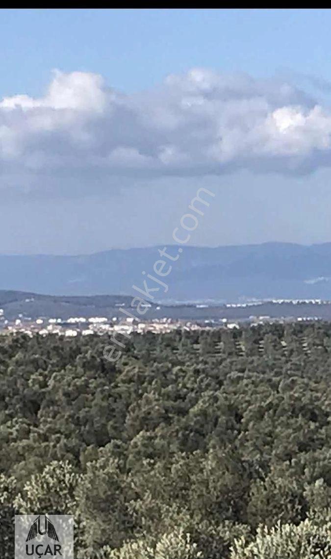 Uçardan Satılık Küçük Parça Zeytinlik - Görsel 3