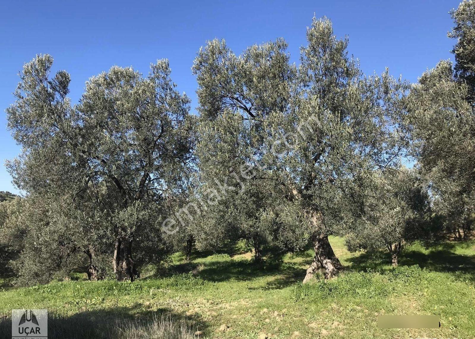 Uçardan Satılık Küçük Parça Zeytinlik