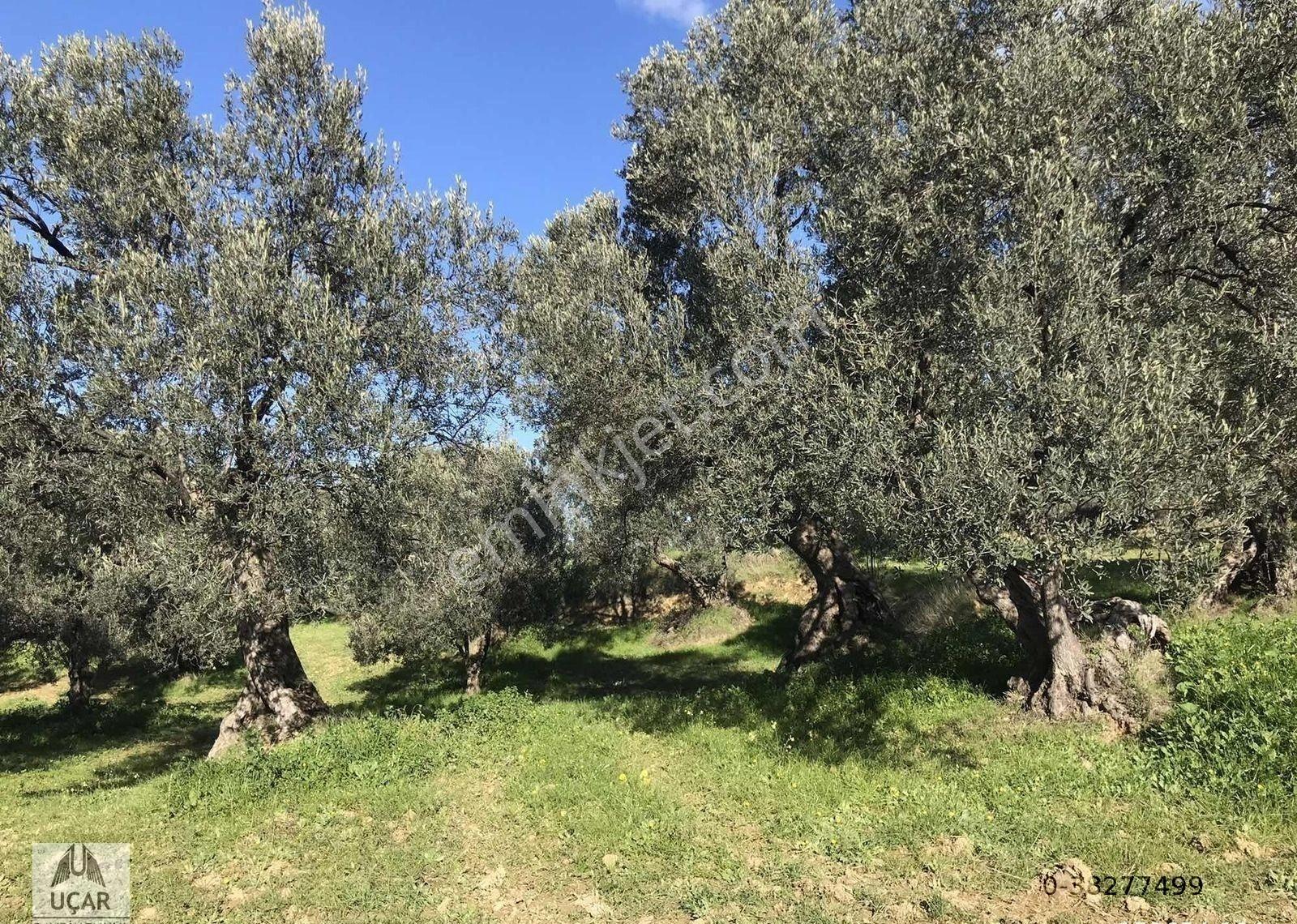 Uçardan Satılık Küçük Parça Zeytinlik - Görsel 8