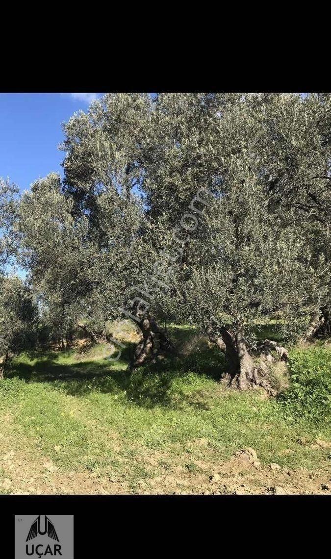 Uçardan Satılık Küçük Parça Zeytinlik - Görsel 7
