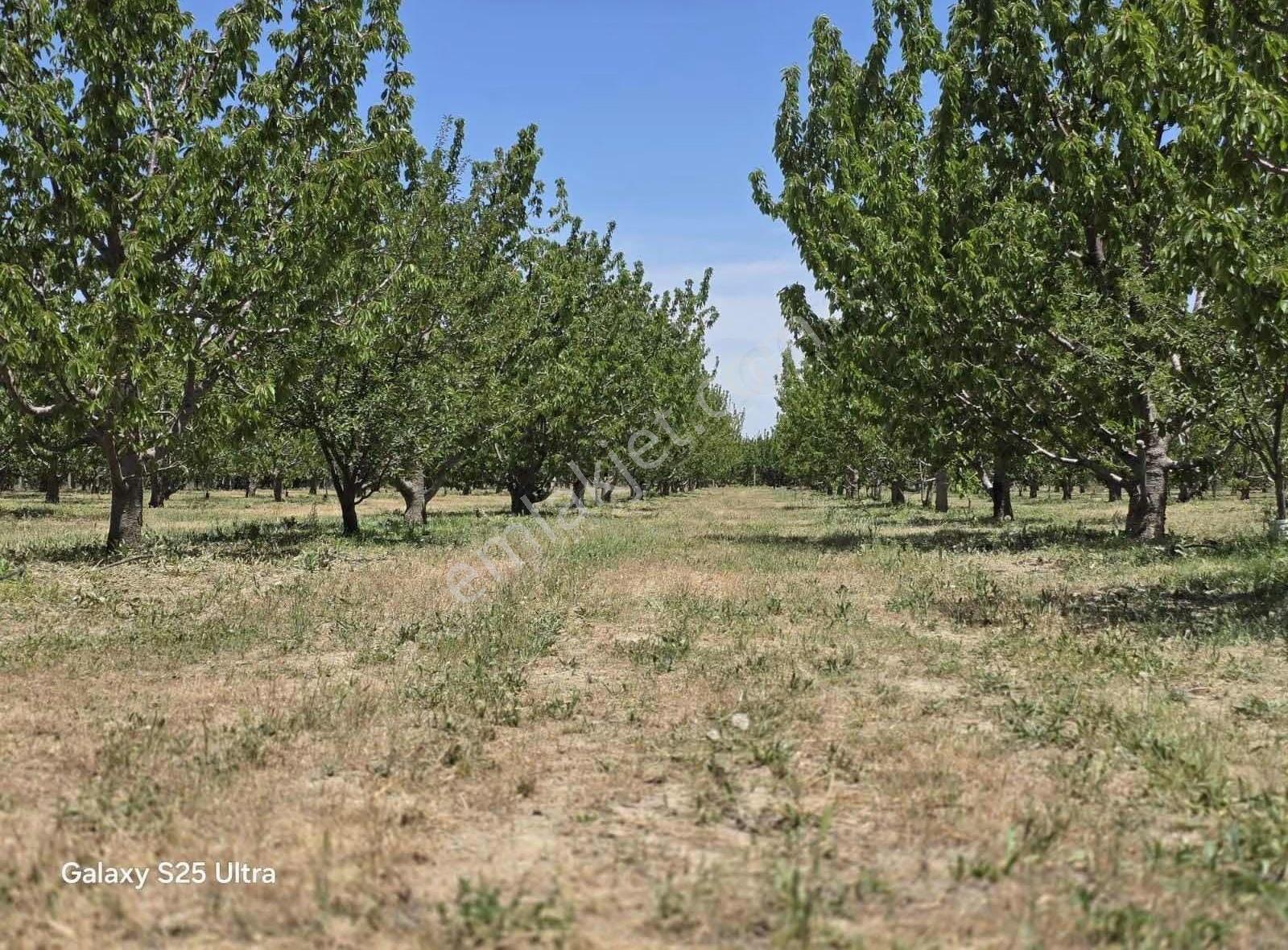 Sultandag Yatırmlık Ve Gelir Getirili İçinde Evli Kiraz Bahçesi - Görsel 11