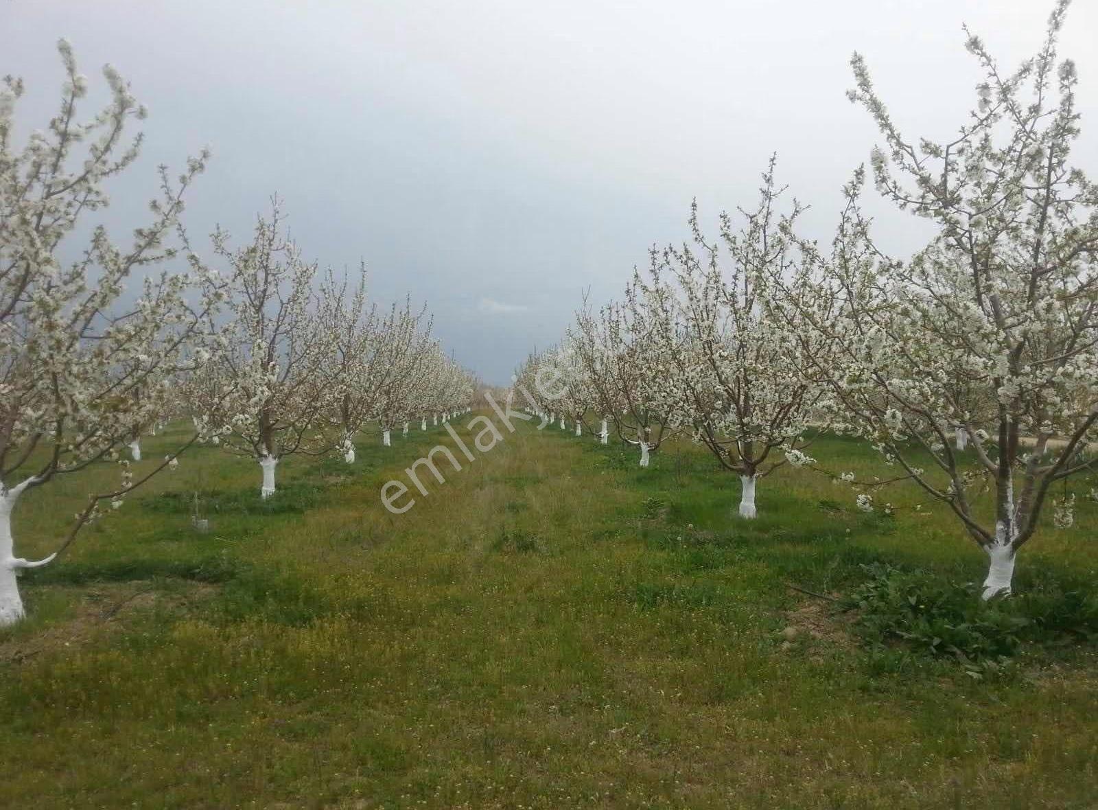 Sultandag Yatırmlık Ve Gelir Getirili İçinde Evli Kiraz Bahçesi - Görsel 9