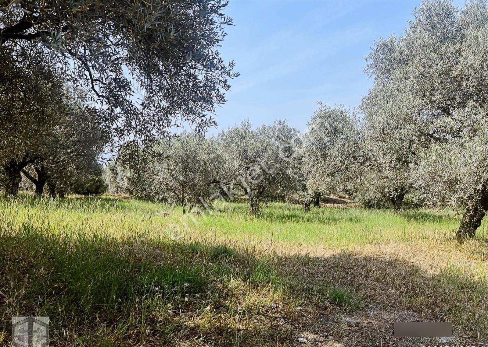 İzmir Selçuk Efes Abuhayat 2500m2 Zeytinlik