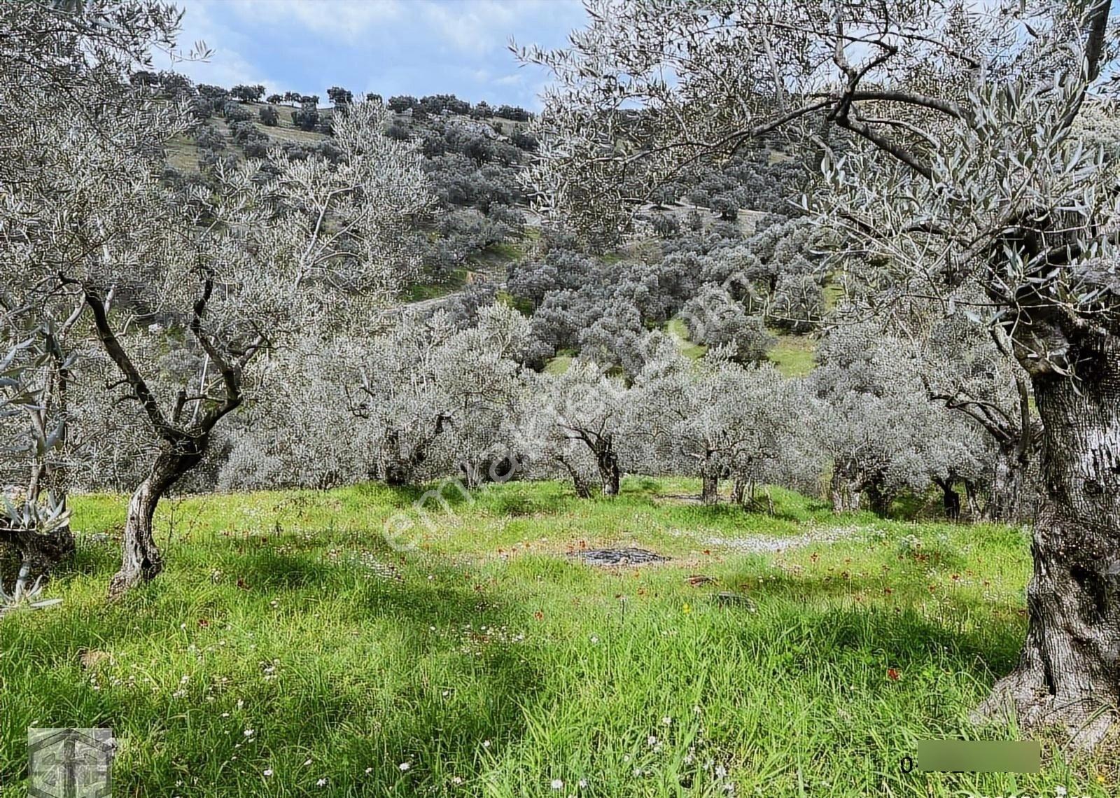 İzmir Selçuk Efes Abuhayat 2500m2 Zeytinlik - Görsel 6