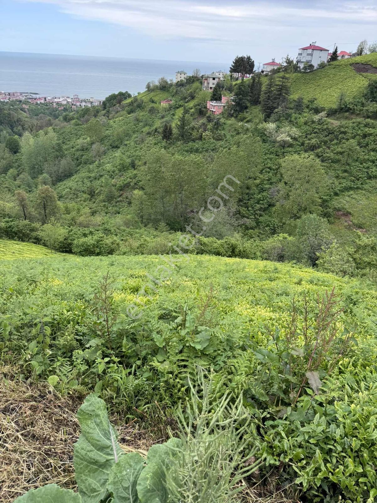 Özgür Emlaktan Deniz Manzaralı Çay Ve Fındıklık - Görsel 15