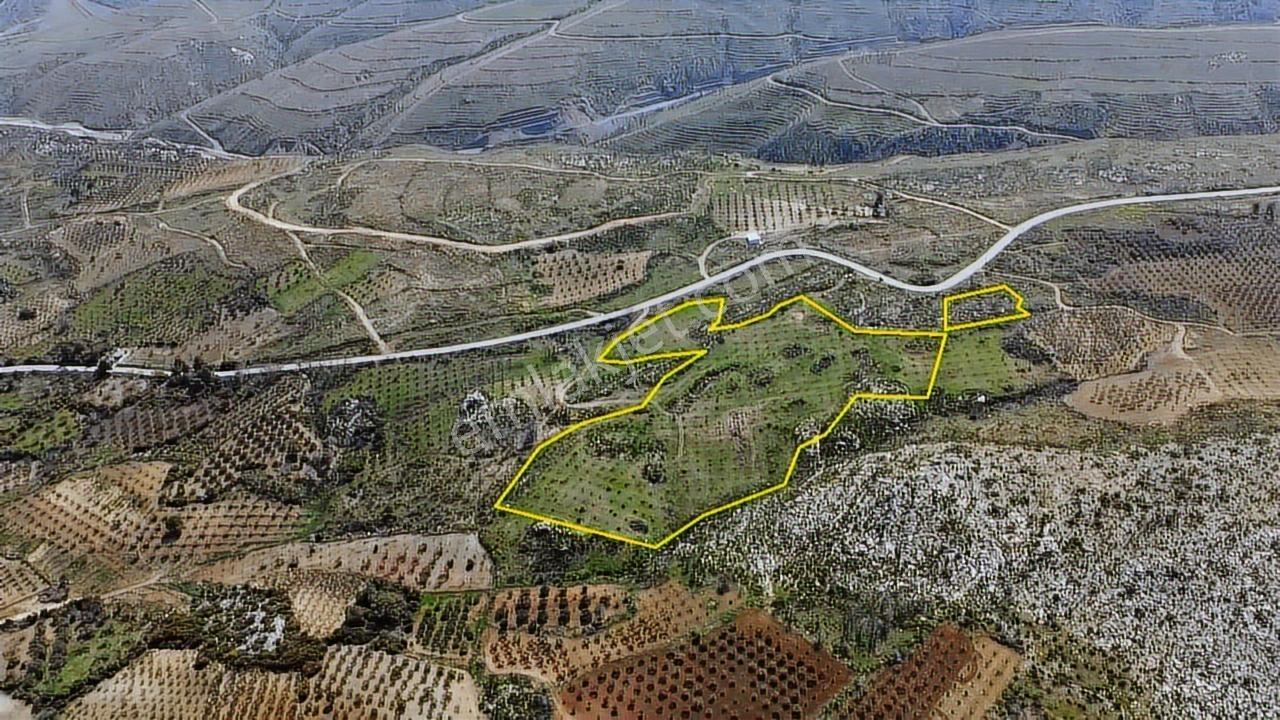 İzmir Kınık Karatekeli Mahallesinde Satılık Zeytinlik - Görsel 10