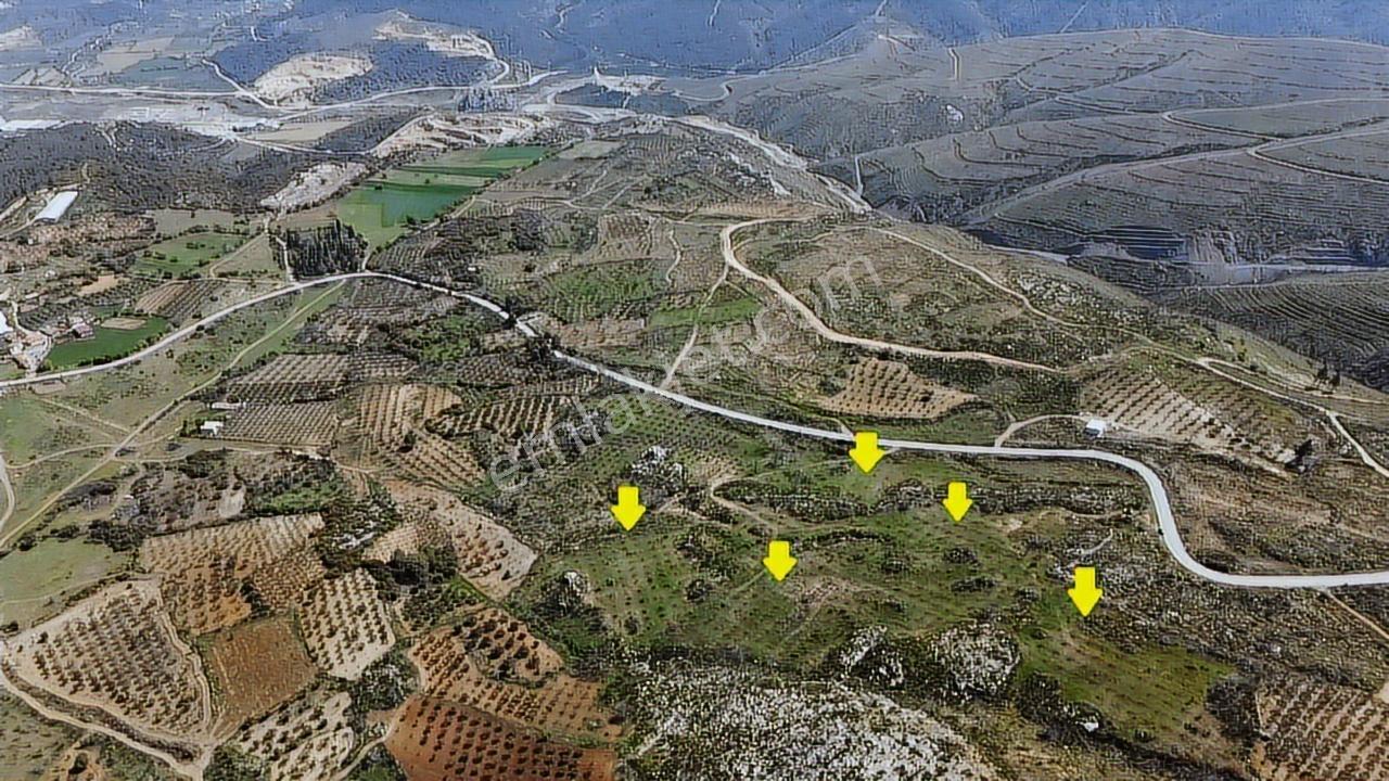 İzmir Kınık Karatekeli Mahallesinde Satılık Zeytinlik - Görsel 5