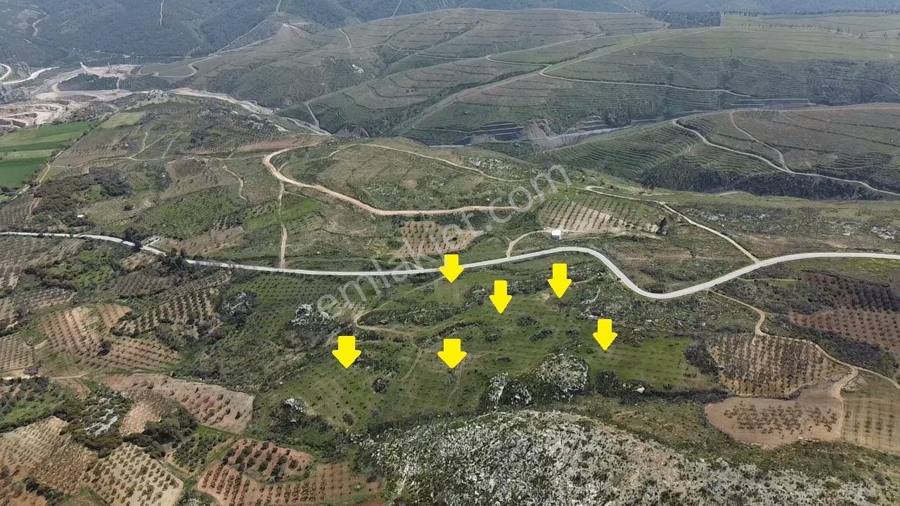 İzmir Kınık Karatekeli Mahallesinde Satılık Zeytinlik - Görsel 3