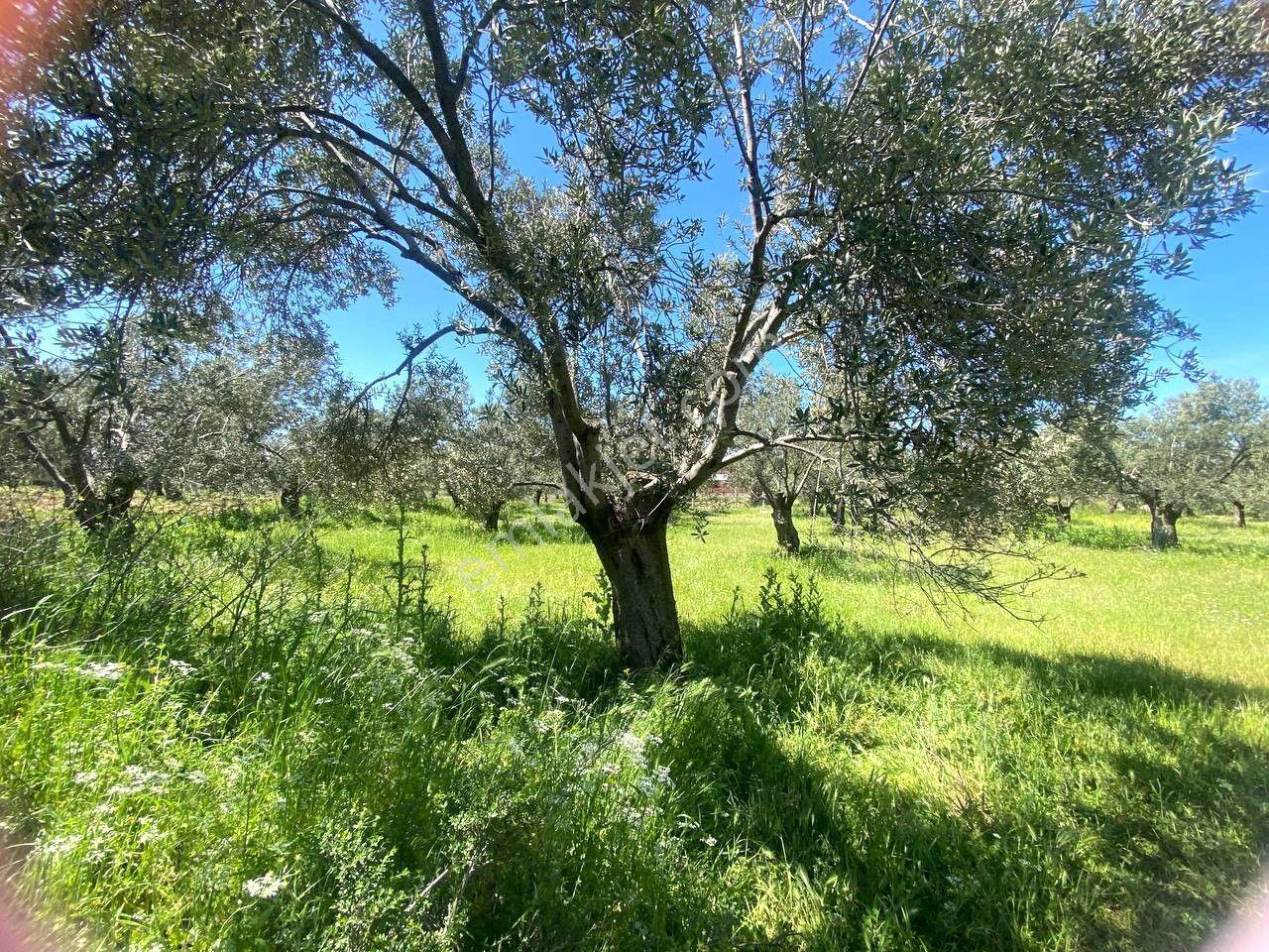 🔴aktfiten Yunus'ta 2568 M2 Kadastol Yolu Olan 32 Adet Bakımlı Zeytini Olan Satılık Zeytinlik - Görsel 26