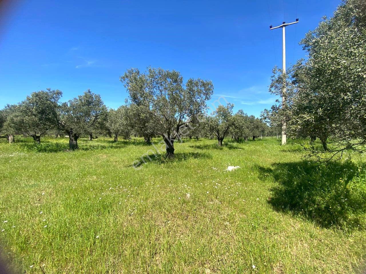 🔴aktfiten Yunus'ta 2568 M2 Kadastol Yolu Olan 32 Adet Bakımlı Zeytini Olan Satılık Zeytinlik - Görsel 22