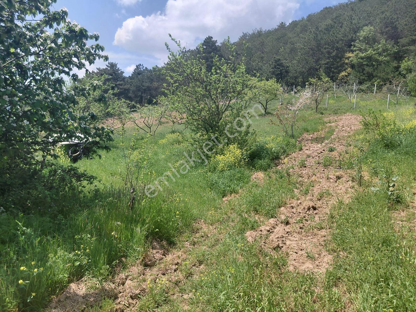 Geyve Cecelerde 3 Dönüm Yol Kenarı Satılık Meyve Bahçesi - Görsel 30