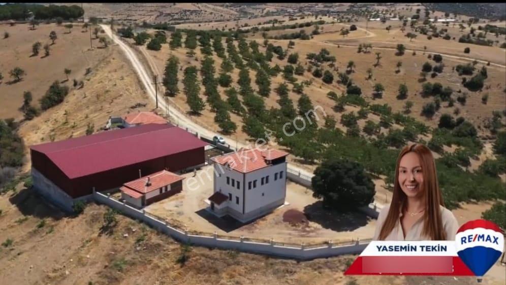Manisa Kula 260 Dönüm Satılık Ceviz Çiftliği
