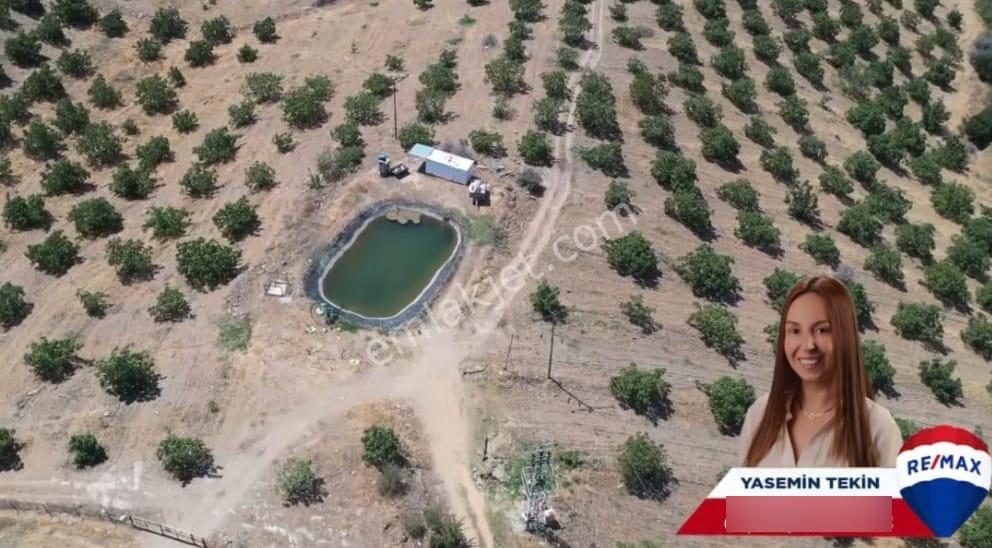 Manisa Kula 260 Dönüm Satılık Ceviz Çiftliği - Görsel 5