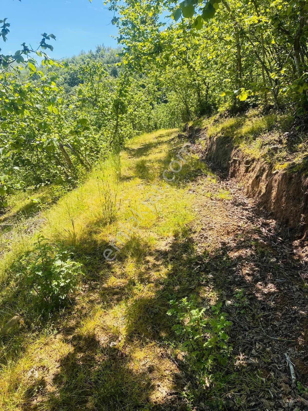 Eriklide Doğanın İçinde,köyiçi İmarlı Geniş Fındık Bahçesi - Görsel 20