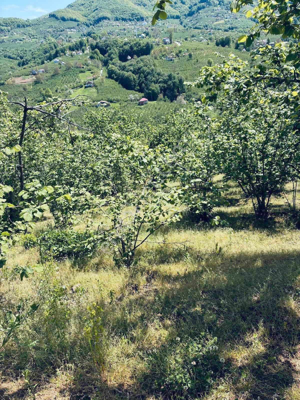 Eriklide Doğanın İçinde,köyiçi İmarlı Geniş Fındık Bahçesi - Görsel 31
