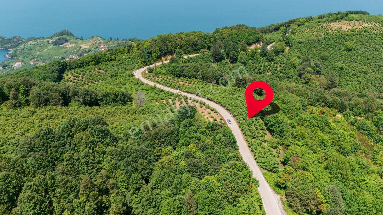 2899m2 Güzelcehisar Ana Yol Kenarı Deniz Manzaralı Satılık Tarla - Görsel 4