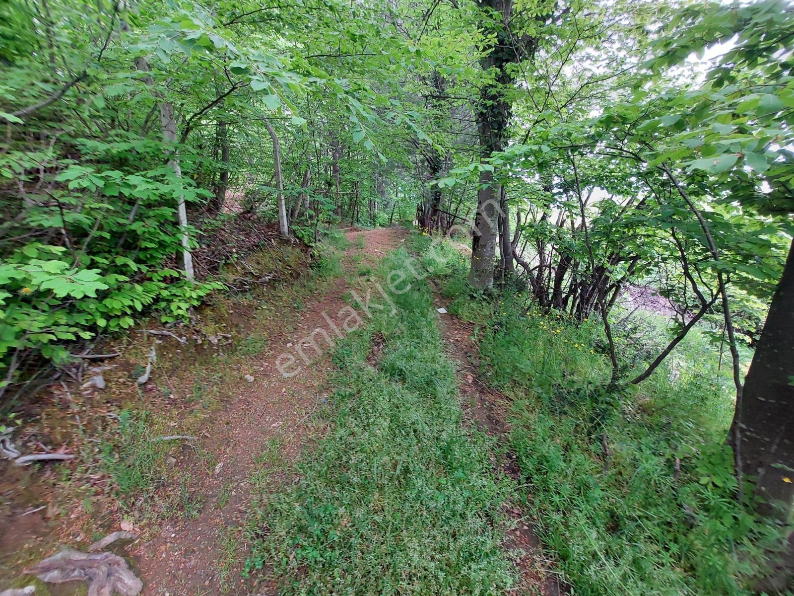 Cumalıkızık Civarı 2651 M2 Bahçe Suyu Yolu Var - Görsel 11